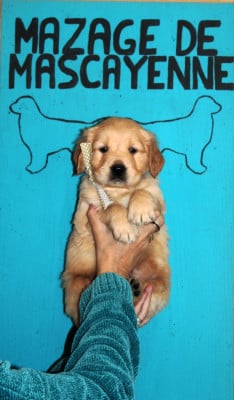 Les chiots de Golden Retriever