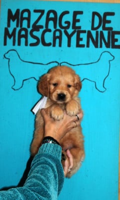 Les chiots de Golden Retriever