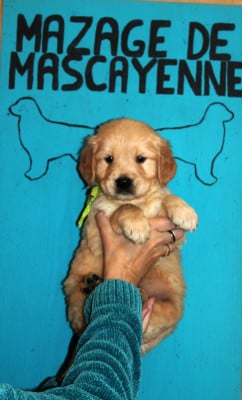 Les chiots de Golden Retriever