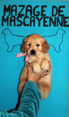 Les chiots de Golden Retriever