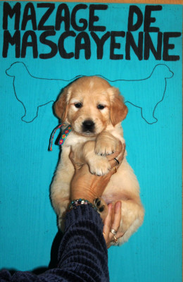 Les chiots de Golden Retriever