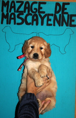 Les chiots de Golden Retriever