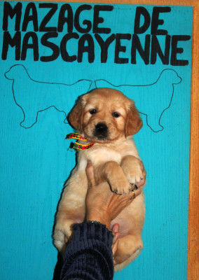 Les chiots de Golden Retriever