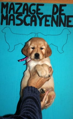 Les chiots de Golden Retriever