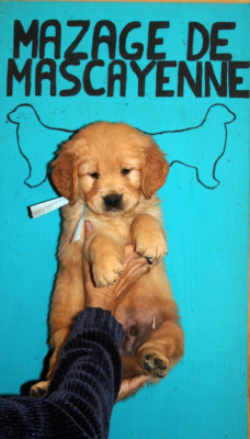 Les chiots de Golden Retriever