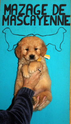 Les chiots de Golden Retriever