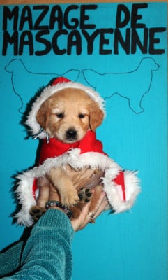 Les chiots de Golden Retriever