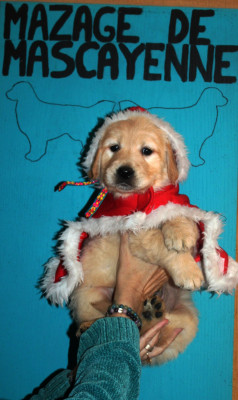 Les chiots de Golden Retriever