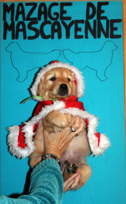 Les chiots de Golden Retriever