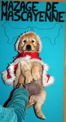 Les chiots de Golden Retriever