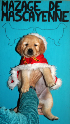 Les chiots de Golden Retriever