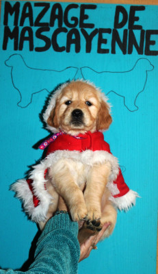 Les chiots de Golden Retriever