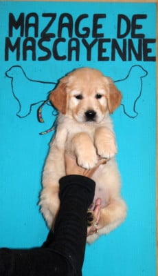 Les chiots de Golden Retriever