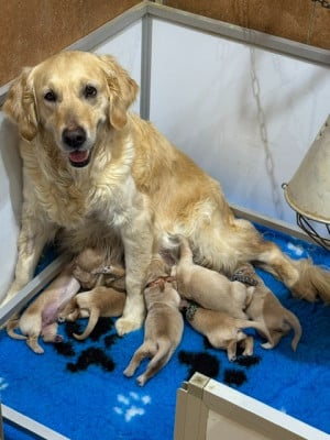 Les chiots de Golden Retriever