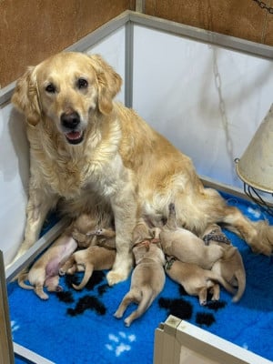 Les chiots de Golden Retriever