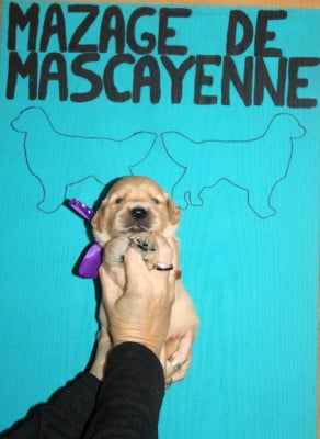 Les chiots de Golden Retriever