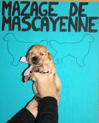 Les chiots de Golden Retriever