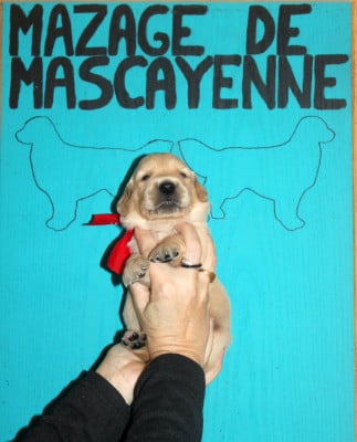 Les chiots de Golden Retriever