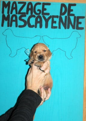 Les chiots de Golden Retriever