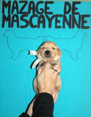 Les chiots de Golden Retriever