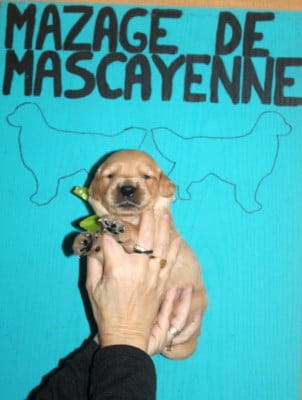 Les chiots de Golden Retriever