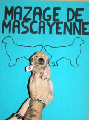 Les chiots de Golden Retriever