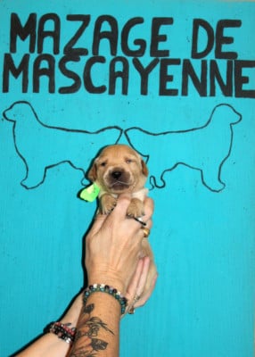 Les chiots de Golden Retriever