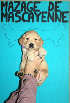 Les chiots de Golden Retriever