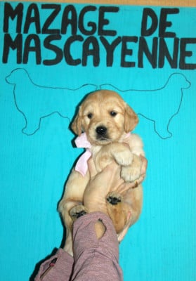 Les chiots de Golden Retriever