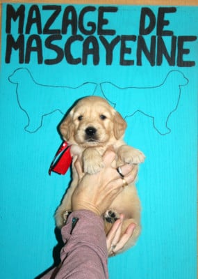 Les chiots de Golden Retriever