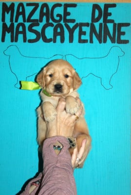 Les chiots de Golden Retriever