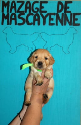 Les chiots de Golden Retriever