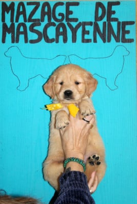 Les chiots de Golden Retriever