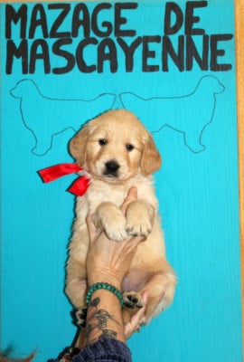 Les chiots de Golden Retriever