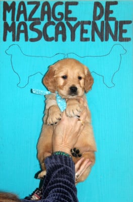 Les chiots de Golden Retriever