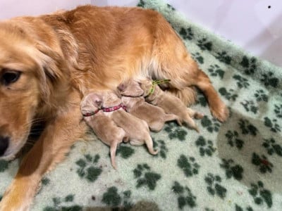 Les chiots de Golden Retriever