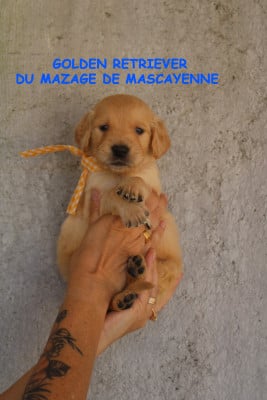 Les chiots de Golden Retriever
