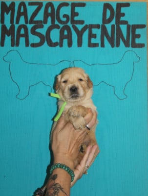 Les chiots de Golden Retriever