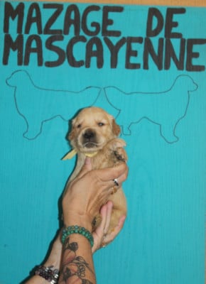 Les chiots de Golden Retriever
