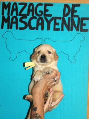Les chiots de Golden Retriever