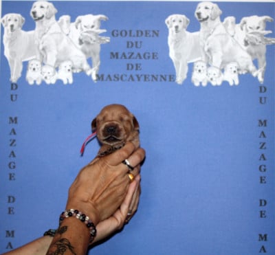 Les chiots de Golden Retriever