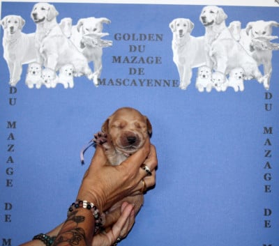 Les chiots de Golden Retriever