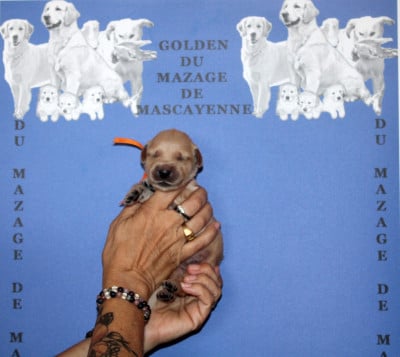 Les chiots de Golden Retriever
