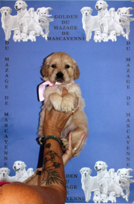 Les chiots de Golden Retriever