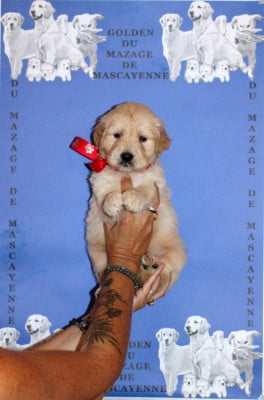 Les chiots de Golden Retriever