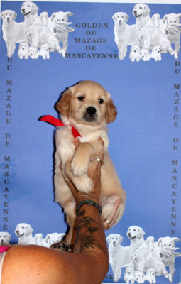 Les chiots de Golden Retriever