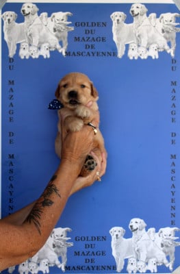 Les chiots de Golden Retriever