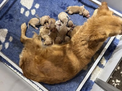 Les chiots de Golden Retriever