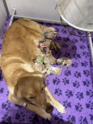 Les chiots de Golden Retriever
