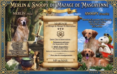 Les chiots de Golden Retriever